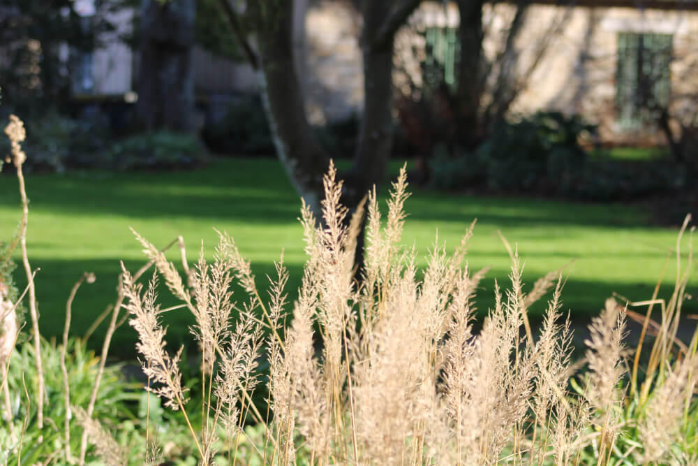 Herbes jaunes sur fond d'herbes vertes
