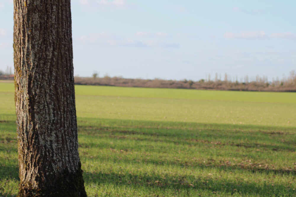 Arbre devant un champ vert à L'Arceau