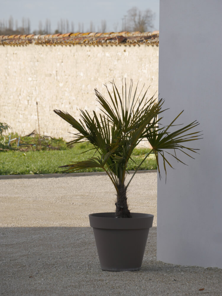 Plante le long d'un mur